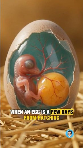 What's Really Happening Inside an Egg Before It Hatches 🥚