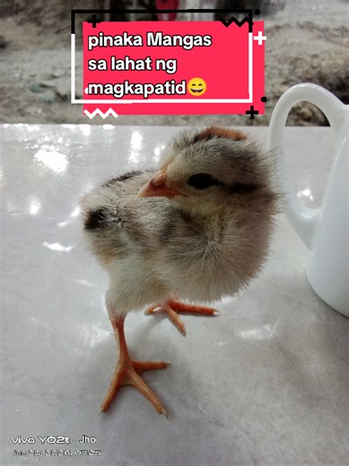 nErF (@nerf357)’s videos with original sound - 🔥❤️‍🔥Lady Boss❤️‍🔥🔥 - KALMADO