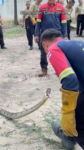 That was such a tense moment! 🐍😓 #python #constrictingsnake #snake #catchingsnakesbarehanded #Pin...