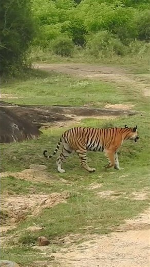 Majestic Tigress Sighting in Bandipur National Park | Wild Tiger Encounter in India #tigerspotted
