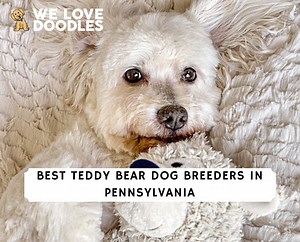 7 Teddy Bear Dog Breeders in Pennsylvania! - We Love Doodles