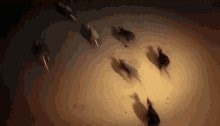 Are the company claiming that there's no "rodent problem" on their cruise ships aware of the well-known phrase: "Like rats leaving a sinking ship"?? Especially a fucking massive ship with shitloads of food on it??Of course they'll have rats!!!