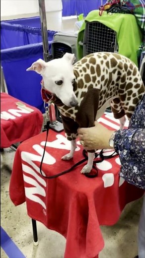 Backstage at the National Dog Show ✨🐕✨