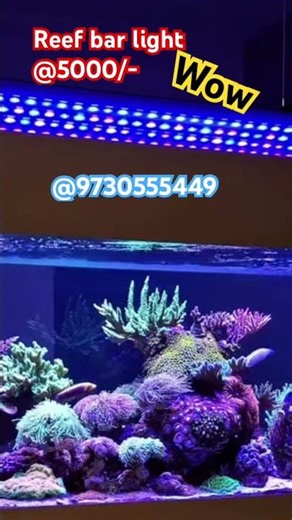 Reef Light for Marine Aquarium | marine aq #aquariumlighting | Marine Life with Shiv