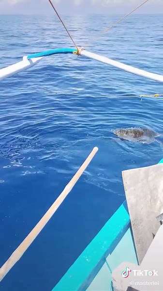 Master Lei (@masterlei)’s videos with original sound - Master Lei