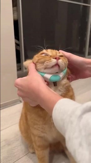 The Smart Laser Cat Collar automatically creates endless chase sessions