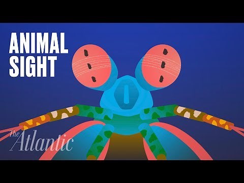 The Amazing Ways Animals See the World