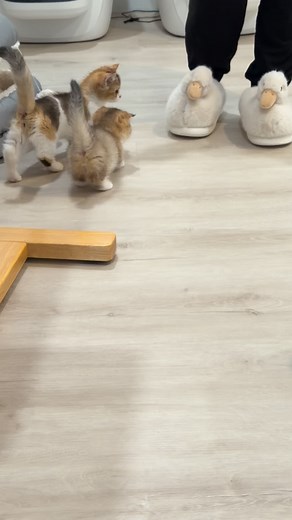 Intrigued by the real duck 🦆😻 Noki lead the team to investigate. #kittensofinstagram #catmoments #munchkinkitten #scottishfold #catlife #goldenchinchilla #kittensdaily #floofcommunity #catsoftiktok #catvideos #tinyfoldmunchkin | Berkeley Hills Cattery