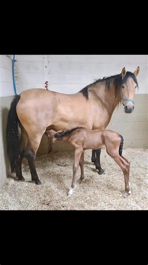 Happy1st Birthday SO NAZARIO MillBONACHON • My gorgeous Buckskin Pre Andalusian Colt has already made a huge impact on our lives in the last six months so excited for our future together as my next ridden stallion #birthday #yearling #andalusian #colt #stallion #millparkandalusians#buckskinhorse #future #love #golden #cannockchasetrekkingcentre | Cannock Chase Trekking Centre