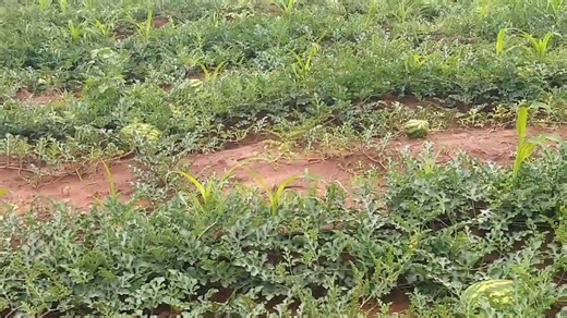 Fa o ikgolaganya le rona re go thusa ka go tsamaisa a commercial horticulture farm o ka iphitlhela o dira bontle jaana. Re itlamile go thusa balimi ba ba re tlhokang to achieve success in their farms. E ke nngwe ya di farm tse re berekang le tsone re dira mo re go bitsang Total Farm Management (TFM). TFM ke fa o engage Farmarket to manage the whole of your horticulture farm in your absence, maybe o bereka kana o le kwa mahatsheng jaana. E batla o tshwere ditsompelo le farm e le ready to start pr