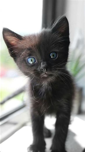 TITLE: Kittens Start Purring Almost Immediately