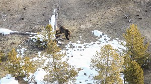 583K views · 5.6K shares | News Release: The first confirmed grizzly bear sighting in Yellowstone National Park of 2020 occurred on Saturday, March 7. The bear was observed from the air by biologists during a radio telemetry flight near Grand Prismatic Spring just one day before last year’s first sighting. Details at: go.nps.gov/20010 | Yellowstone National Park | Facebook