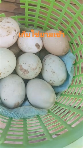 Mass Siri on Instagram: "เก็บไข่ยามเช้า"