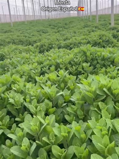 Premium Spanish Mint Supply at Competitive Prices