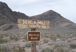 The Best Little Cathouse In Las Vegas [1982]