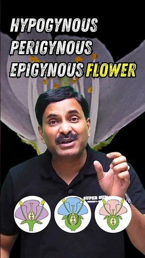 Hypogynous, Perigynous and Epigynous Flower #plantmorphology #neet #neetbiology