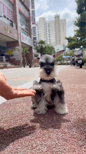 미니어처 슈나우저😍🥰😘슈나우저#슈나우저 #미스터독 #미니어처슈나우저 #puppy #슈나우저분양