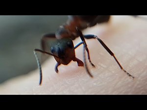 Ant Bite Closeups. See mandibles and labilae in motion.