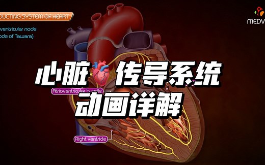 【自制双语】心脏传导系统动画详解 Conduction system of the heart