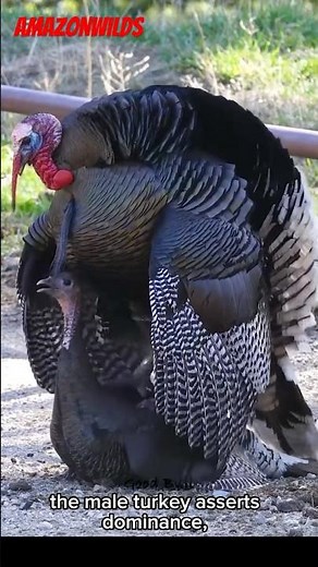 How Do Wild Turkeys Mate? #youtubeshorts #animals #shorts