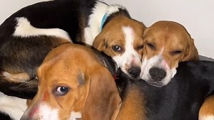 Bonne Première Nuit les Petits Beagles Libres ! Les 10 Mini-BoBoys que nous avons sortis d'un laboratoire et sauvés de l'euthanasie sont maintenant au chaud et au lit. Ces beagles de 5-6 mois issus de l'expérimentation animale n'ont jamais dormi dans une Maison de leur vie. Leur première chambre à coucher sera la cuisine de BoB, les meubles ont été soigneusement équipés de protections contre les pattes levées et ils n'ont pas encore droit à de vrais paniers, qu'ils pourraient souiller un peu tro
