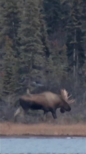 Even when “trophy hunting” we still take all the meat. #hunting #trophyhunting #alaskahunting
