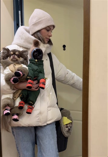 Счастливая чихуахуа: милота и радость 🥰✨