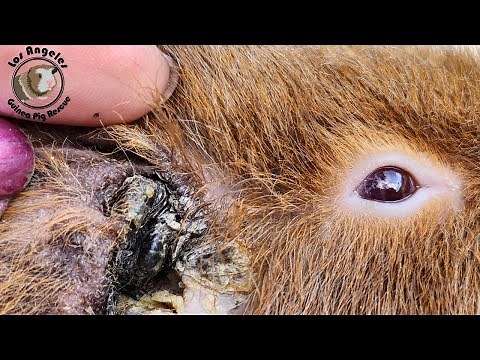 Guinea Pig Crusty Ear Cleaning
