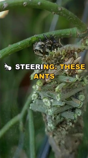 Gliding Ants: The Amazing Insect Aerialists