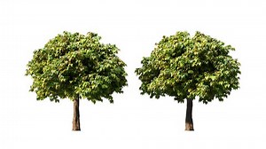 Growing Trees Isolated Alpha3d Animation Growth Stock Footage Video (100% Royalty-free) 1100569391 | Shutterstock