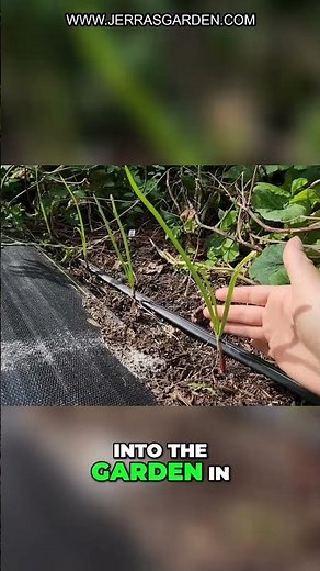 Plant Onions and Leeks Like a Pro: Ultimate Guide!