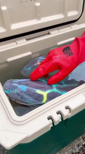 New Species Deep Sea Creature Discovery