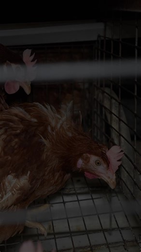 Bridgewater Estate Eggs has sheds containing both barn-laid and caged-egg systems 🥚 They were previously exposed by Animal Liberation in 2019, when hidden camera footage revealed ‘spent’ layer hens being gassed to death using carbon dioxide. Cameras also captured hens being beaten and abused by workers. Eggs from Bridgewater are packaged as ‘Victorian Fresh Barn Laid Eggs’ and are sold in Woolworths, Coles and independent stores across Australia. Earlier this year, anonymous investigators enter