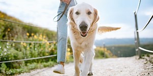 10 expert tips to improve you and your dog's wellbeing on walks