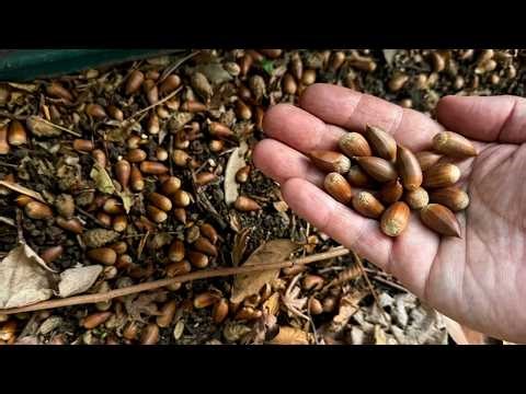The acorns I find lying on the road are mysteriously too sweet.