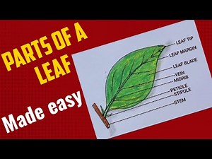 How to draw parts of a leaf easily /leaf drawing/ leaf diagram in easy steps