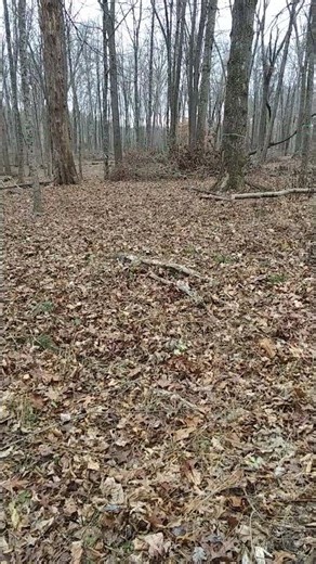 2025 11 29 Short: More Silvopasture Is Ready