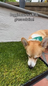 Living in the city with your dog? Make potty breaks easier & more frequent with these real grass patches for dogs of all sizes! Perfect subscription for inside an apartment or on a balcony to help with training and life’s busy days. 🌱 Real green grass for potty trips & training 🗓️ Flexible subscription options to fit your schedule 😊 Neutralizes odors, sort of like a cat litter 🏙 Ideal for apartment living 🌧 Perfect on rainy days 🦴 Starts at just $32.20 | DoggieLawn