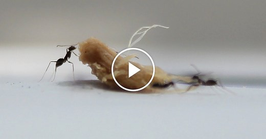 Ant Obstacle Course