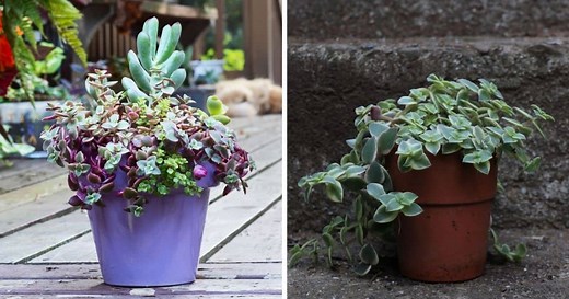 Crassula Calico Kitten Succulent Care Guide