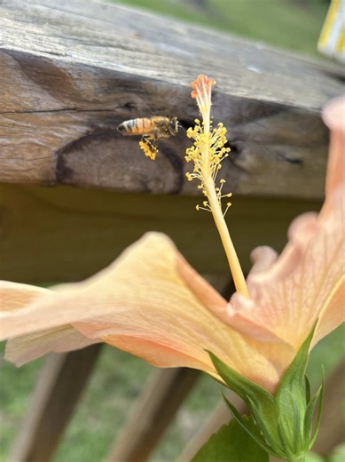 Collecting pollen from my hibiscus 🌺🌺🌺 - - #honeybee #pollinators #hibiscus #pollen #flowers