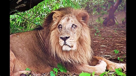 Wild India: 7 Incredible Animals Found Only in India