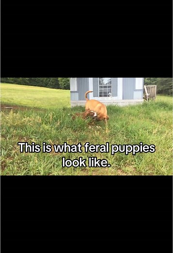 Understanding Feral Dogs: Myths vs. Reality