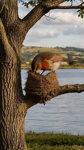 Swallow Builds a Perfect Mud Nest & Lays Eggs 🐦🥚 ( Timelapse)