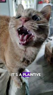 Cat Vocalizations: The Yowl