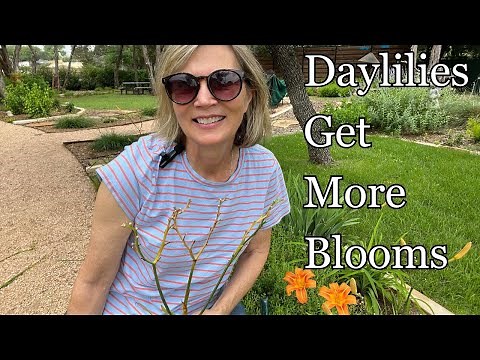 Daylilies Get More Blooms