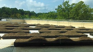 Talley Student Union Gets Rooftop Garden