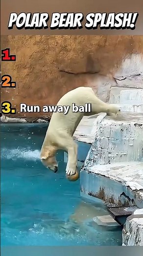 These Polar Bears make a HUGE Splash! 🐻‍❄️😭