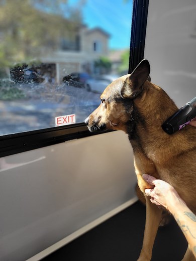 Fresh, clean, and full of love! 🐾💦 At Mom N Pup Mobile Grooming, we bring the salon to your driveway..because every pup deserves to shine! ✨🐶💕 #MomNPupMobileGrooming #DogGrooming #MobileGrooming #CleanDogHappyDog #PetCare #DogLovers #PetGrooming #FurryFriends #FreshAndFluffy #DogTikTok #PetTok #happypups | Mom N Pup - Mobile Grooming
