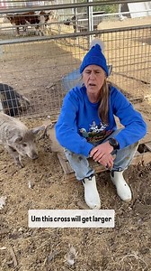 Part 2 of the girls.. #mangalitsa #pig #pigs #pork #pigbreed #breeding #farming #livestock #raisinganimals #hogs #farmlife #lilpatchofheavenfarm #fuzzypig #cutepig #piglife #kobebeef | Lil Patch Of Heaven